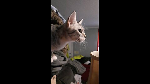 Kitties watching YouTube for cats