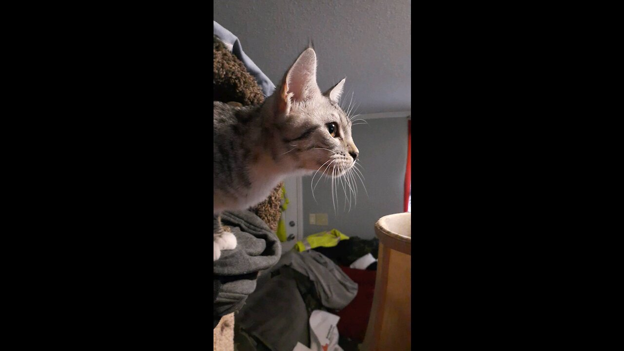 Kitties watching YouTube for cats