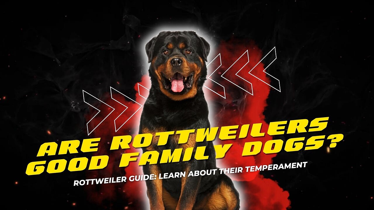 Are Rottweilers Good Family Dog? | Need to Know