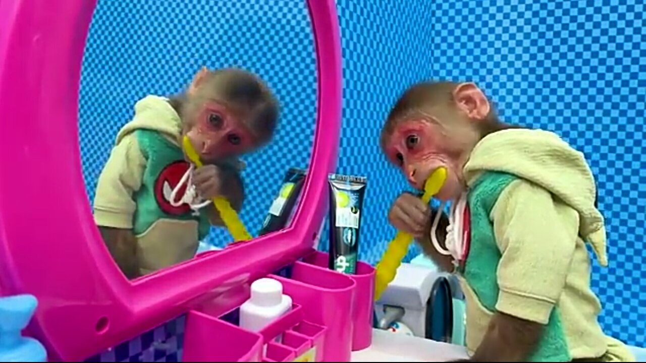 Funny Small Cute Monkey Video