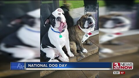 3 News Now Viewer Dogs