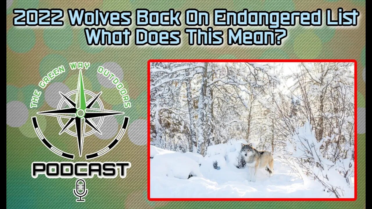 2022 Wolves Are Listed As Endangered Again, What Does This Mean? - The Green Way Outdoors Podcast