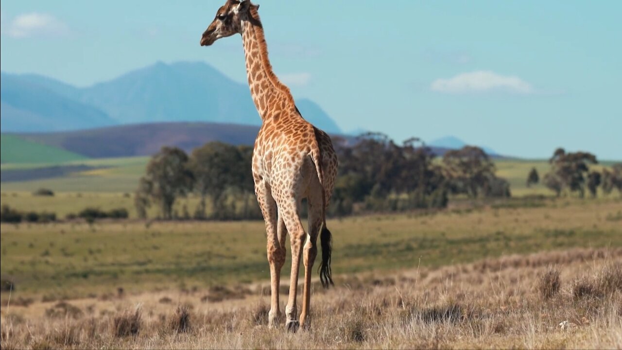 Giraffes are African artiodactyl mammals.