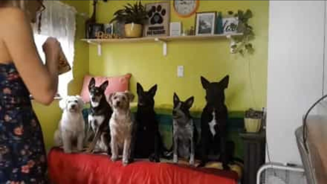 The six most well trained dogs in the world!