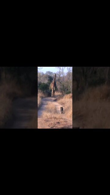 Leopard Cub Stalks Giraffe | #shorts #shortsafrica #septdailyshorts