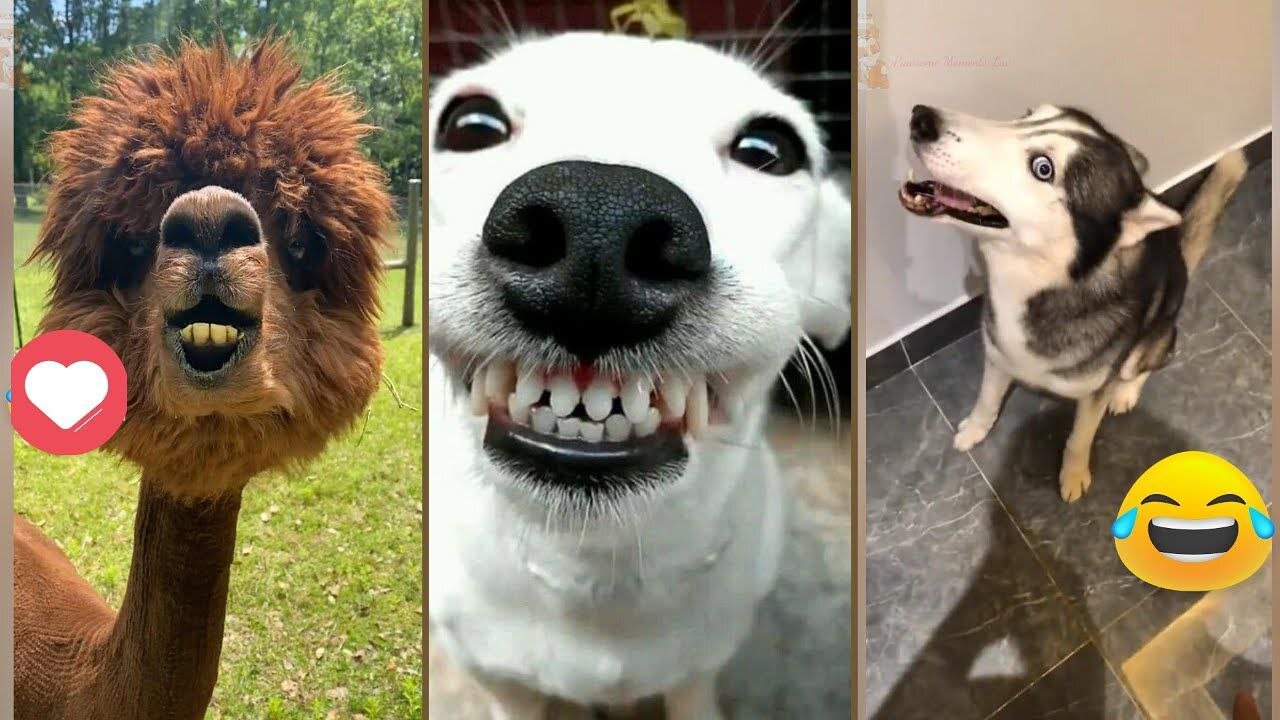 Laugh Out Loud with the FUNNIEST Animal Moments of 2024!