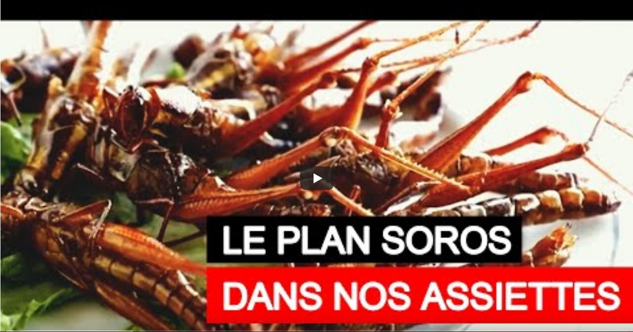 Des Insectes dans nos Assiettes