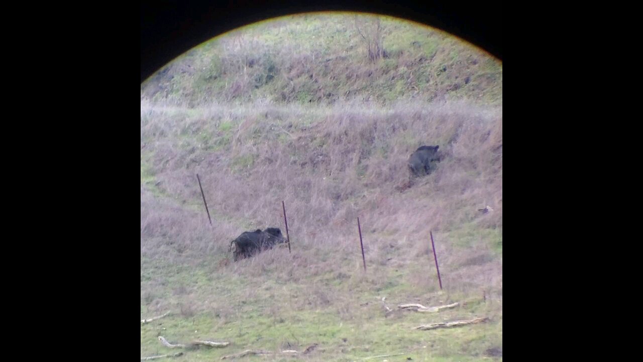 Wild pigs in pasture land