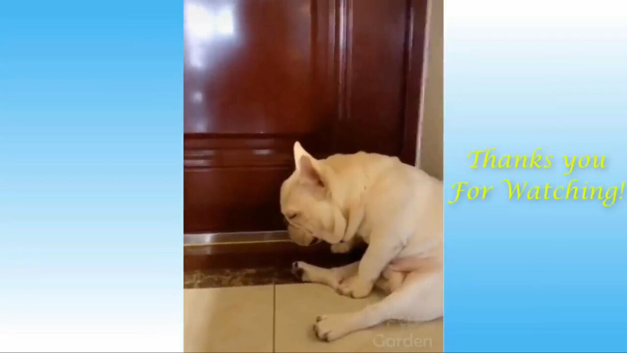 Cute and Funny Dog Videos Compilation