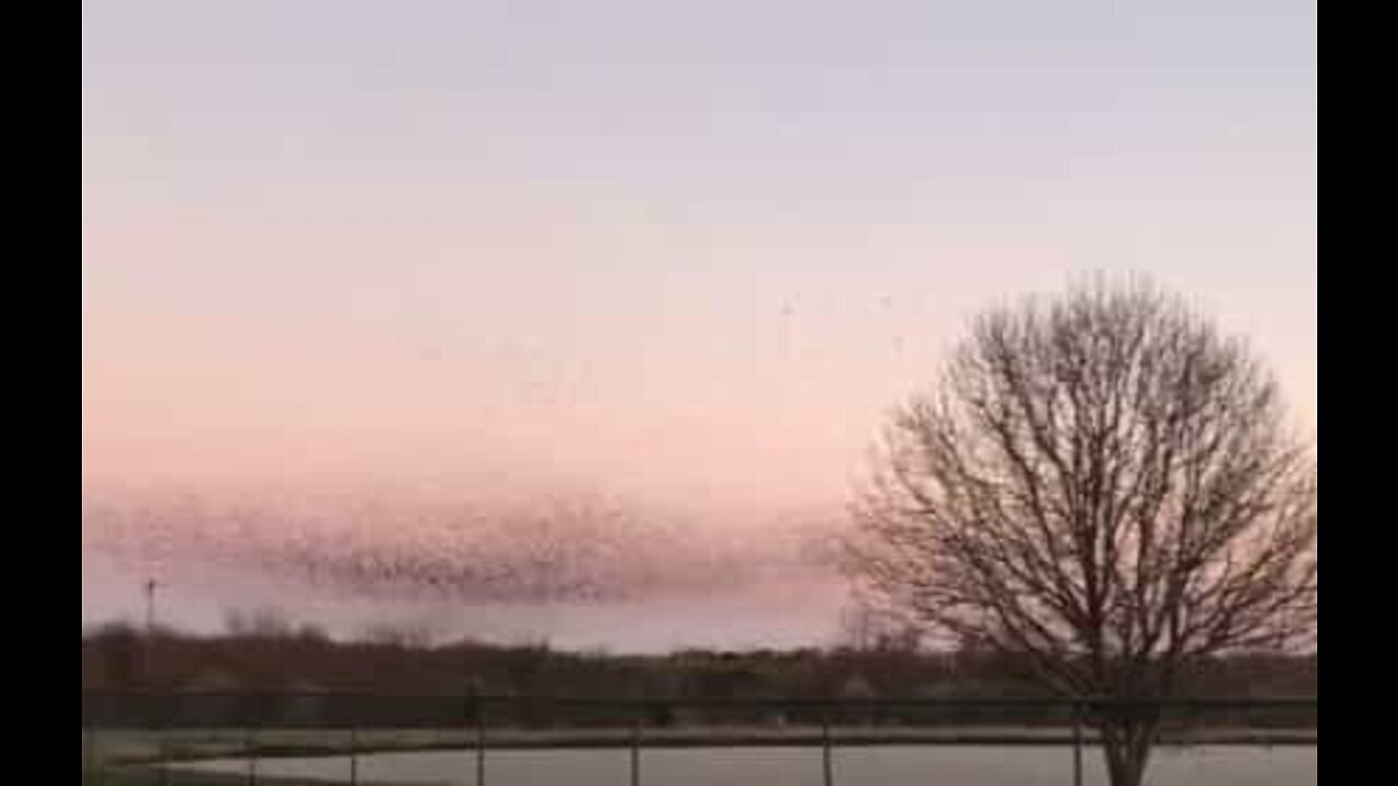 Hundreds of birds dance over American park