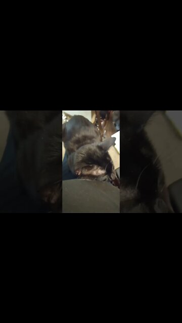 Lap naps #shorts #shortsvideo