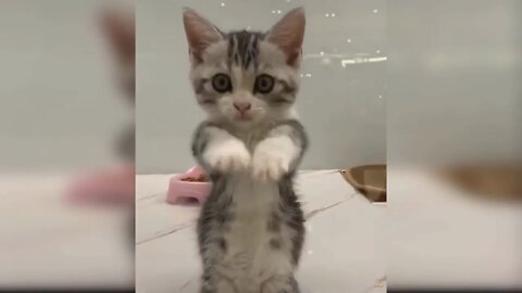 Baby cats cute compilation!!!!