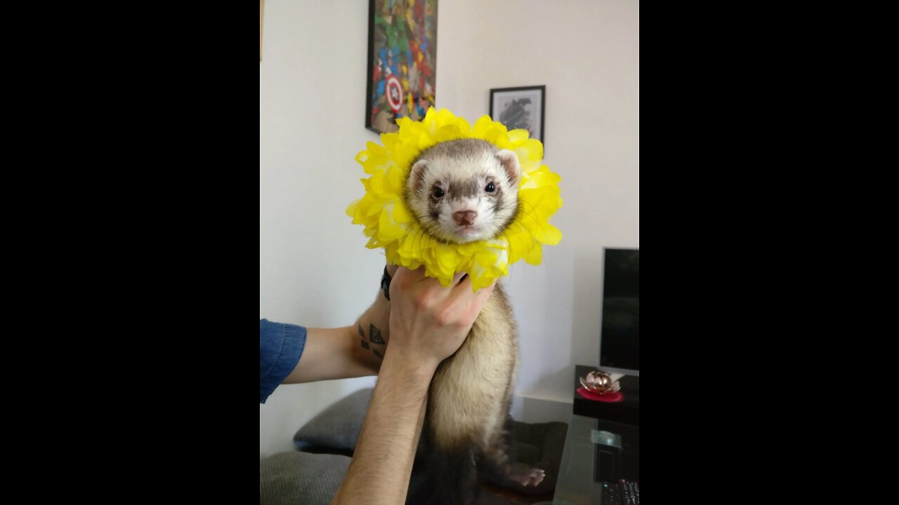 Cute Funny Ferrets || Try not to smile