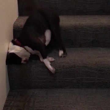 Lazy Dog Rolls Down Stairs