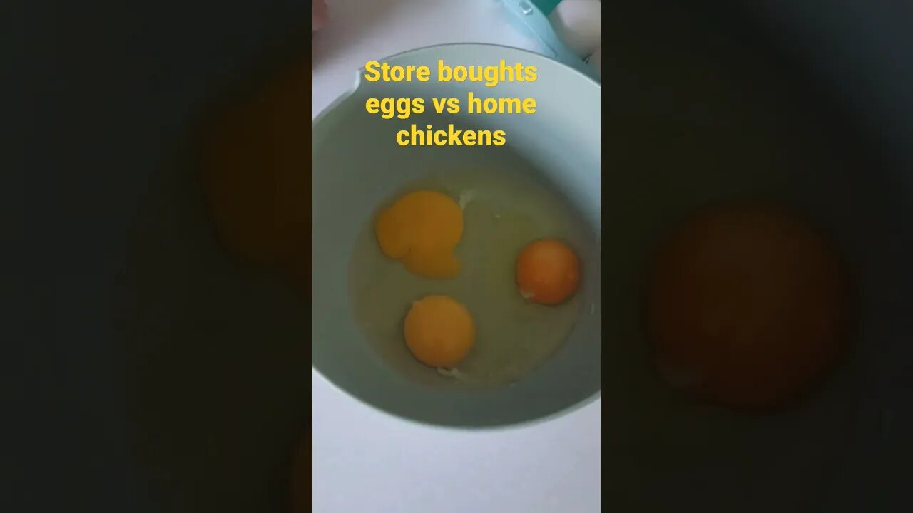 Store Eggs vs Home raised eggs. color and consistency