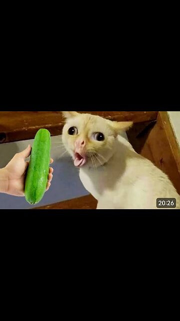 Funniest Cat viral video | Mother of the year 🙀😂 | Witness the genius of our stealthy cat