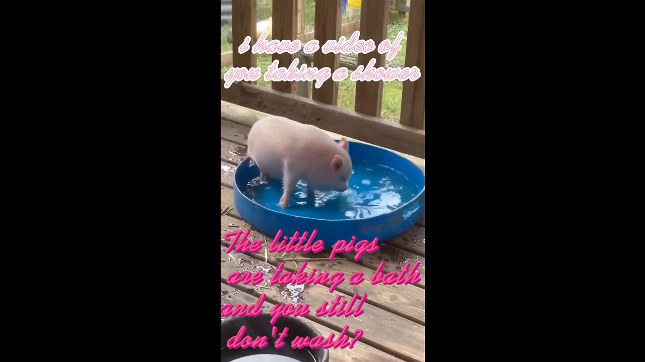 Raised a pig who loves to play with water