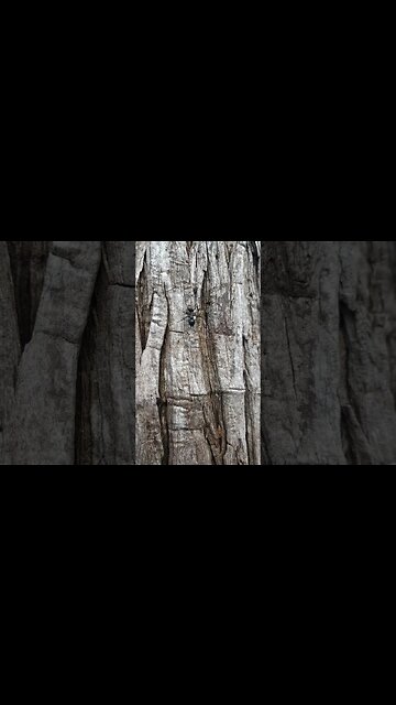 where did he go? 🤷‍♂️🤔 #shorts #funny #ant