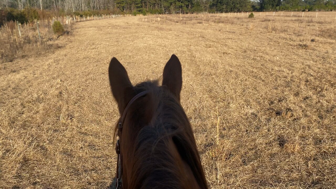 Afternoon ride with my horse 😊