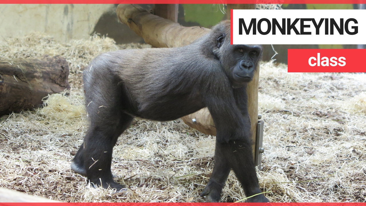 Adorable moment mischievous baby gorilla attempts to annoy his older brother