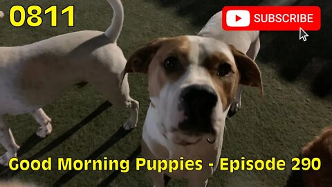 [0811] GOOD MORNING PUPPIES - EPISODE 290 [#dogs #doggos #doggies #puppies #dogdaycare]