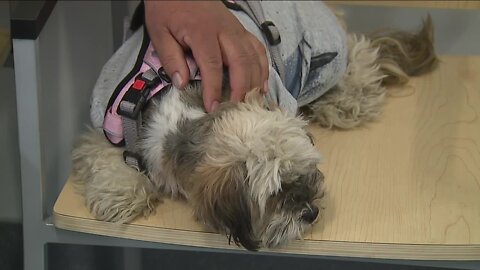 Veterinary shortage hitting the US, including here in Colorado