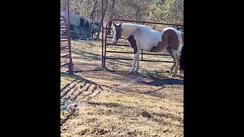 Owner baffles horse by opening gate without going inside fence