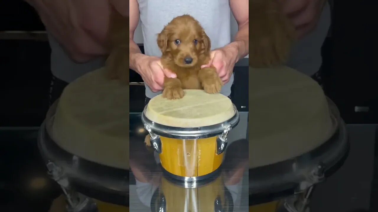 Puppy Drums #shorts