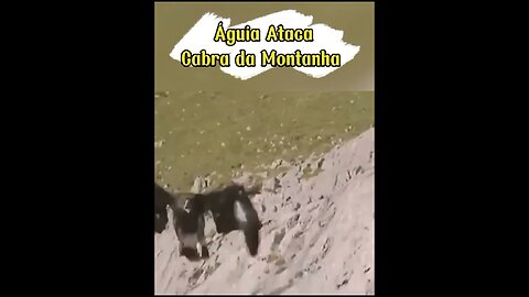 Águia Ataca Cabra Da Montanha #shorts