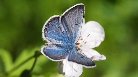 Beautiful Nature & cute pets cute Birds butterfly Relief and Meditation