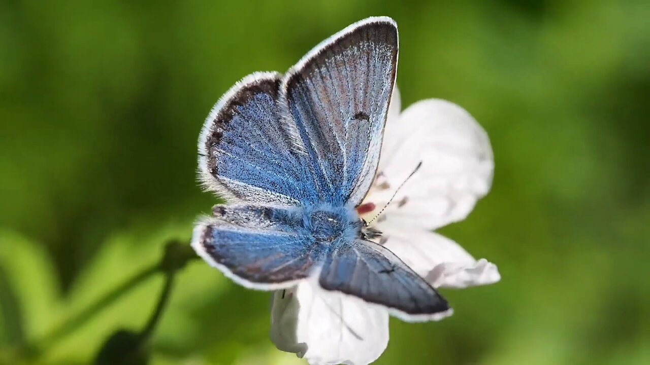 Beautiful Nature & cute pets cute Birds butterfly Relief and Meditation