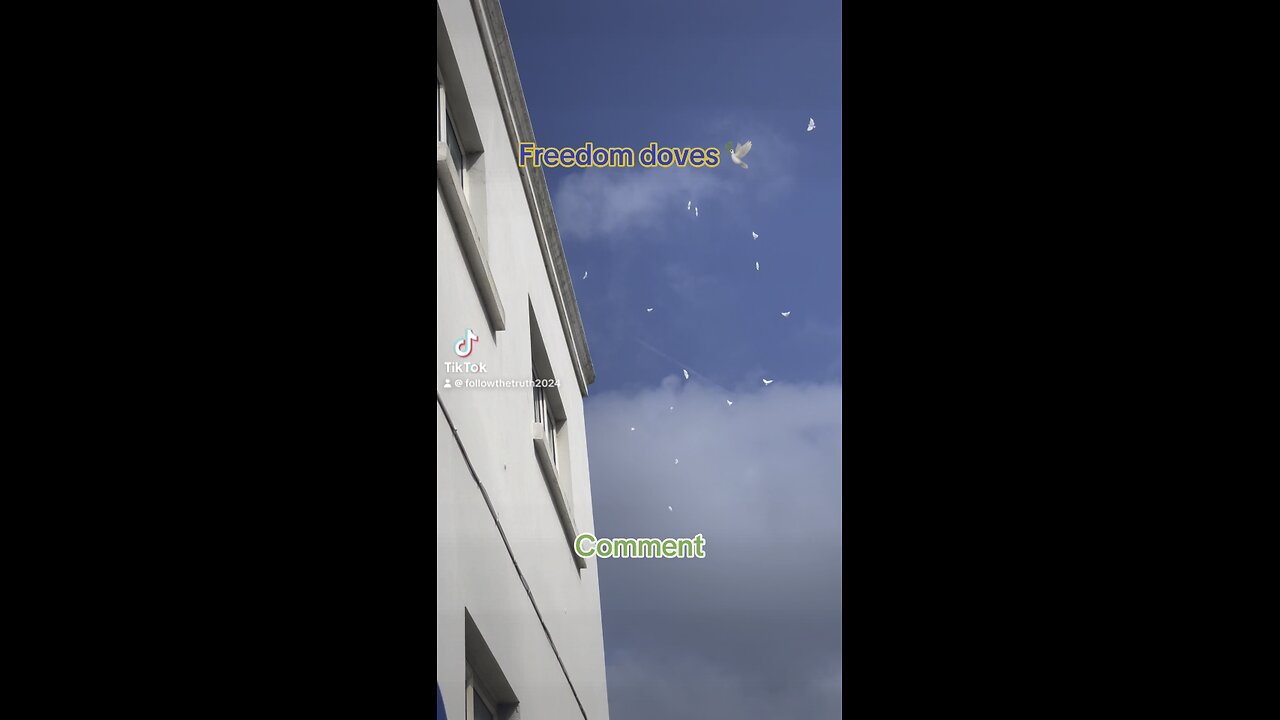 Freedom doves