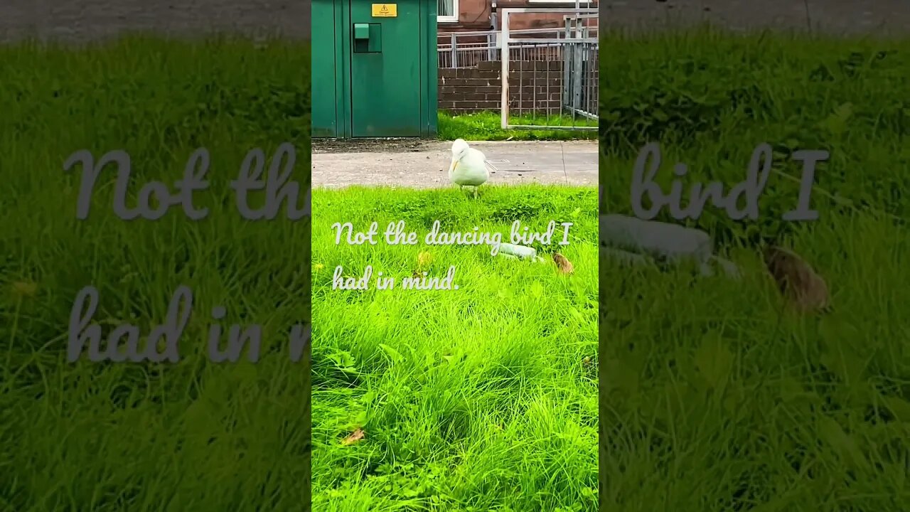 So, I saw this bird dancing in the town centre