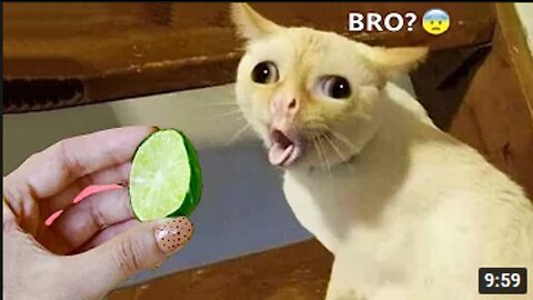 Funniest Animals - Funny Animal Videos #01
