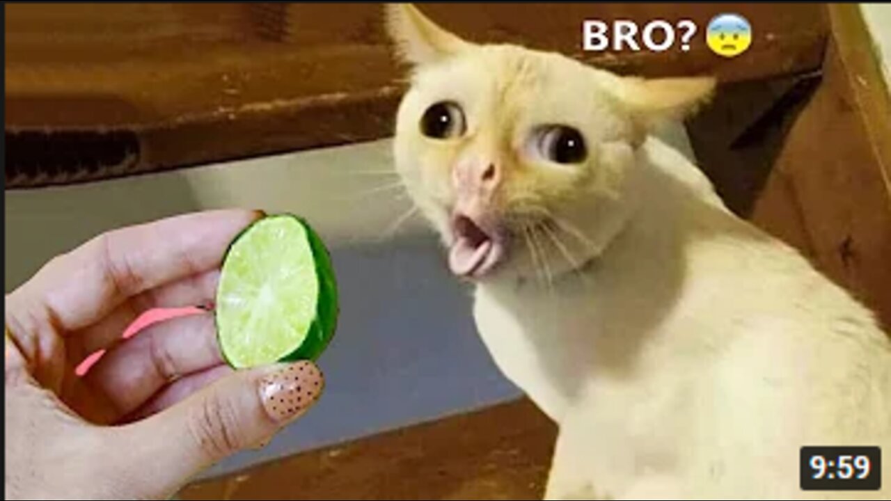 Funniest Animals - Funny Animal Videos #01