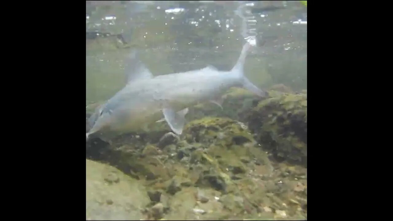 Releasing a sea catfish