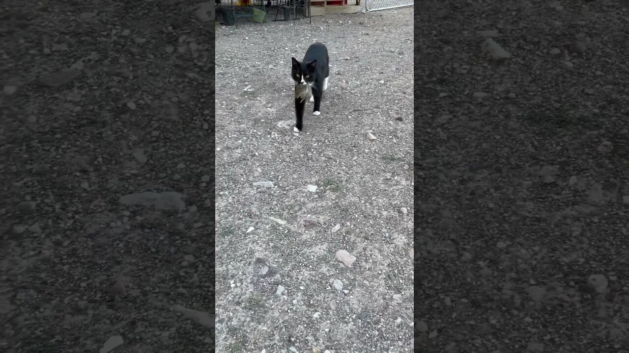 #cat catches a mouse on the #homestead