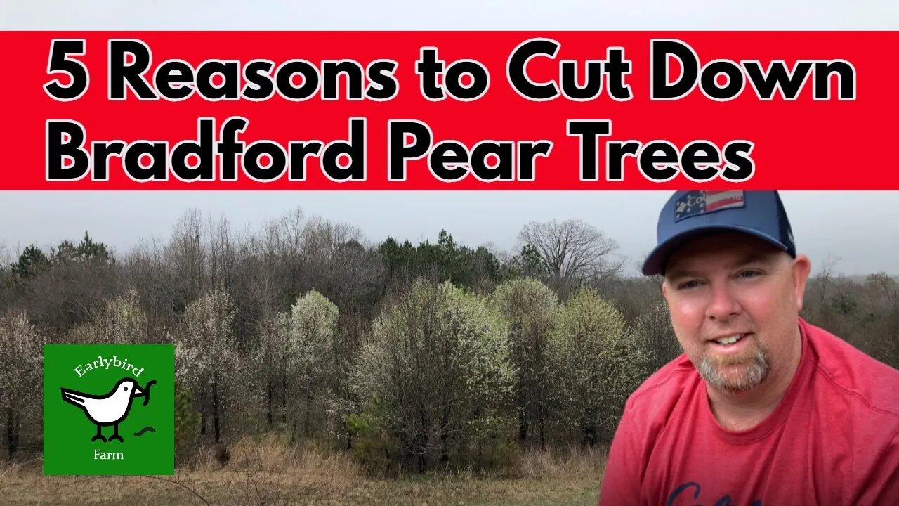 5 Reasons To Cut Down Bradford Pear Trees