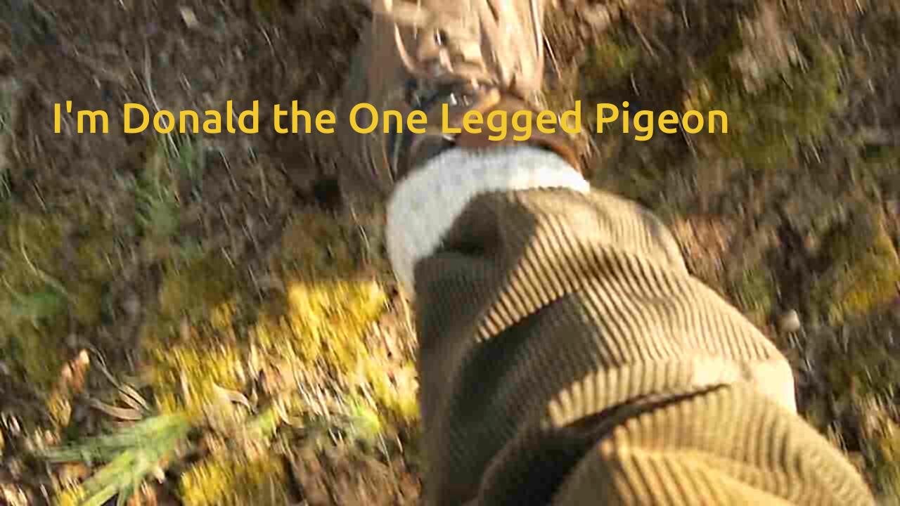 Music Video - Donald the One Legged Pigeon