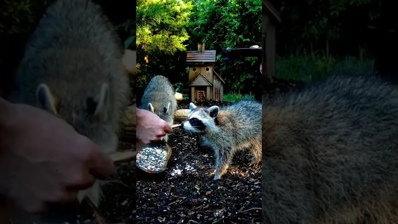 Baby Raccoon Grabs a Cracker #animals #funnyanimals #shorts