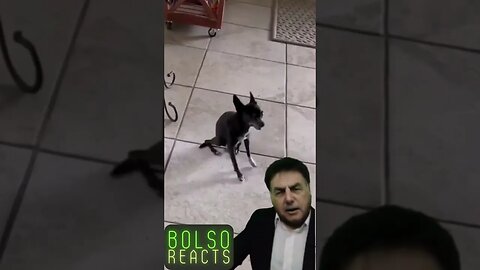 Bolsonaro React - Bolso Reacts #4 #shorts #shorts