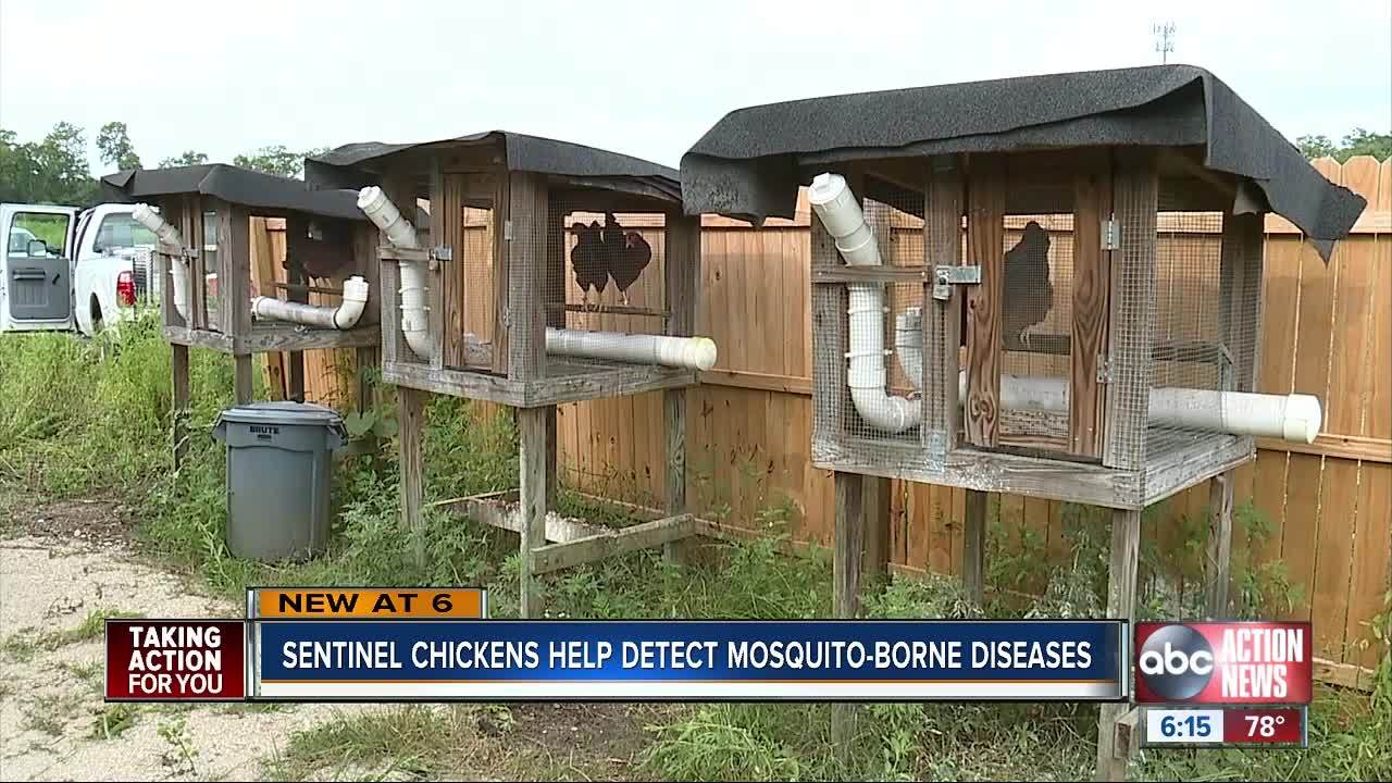 Sentinel chickens help detect mosquito-borne diseases