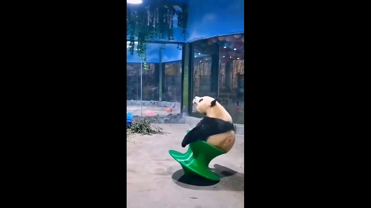 Panda Gone Mad 😂