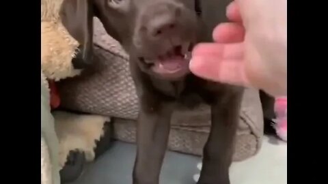 WHY.ARE.YOU.SO.CUTE??? #Puppy #Dogs #Shorts #Puppyvideo #Shortvideo #dog #doglover #cutedog #puppylo