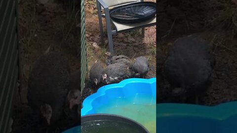 Guinea fowl keets 10 weeks old pecking where we had snake living
