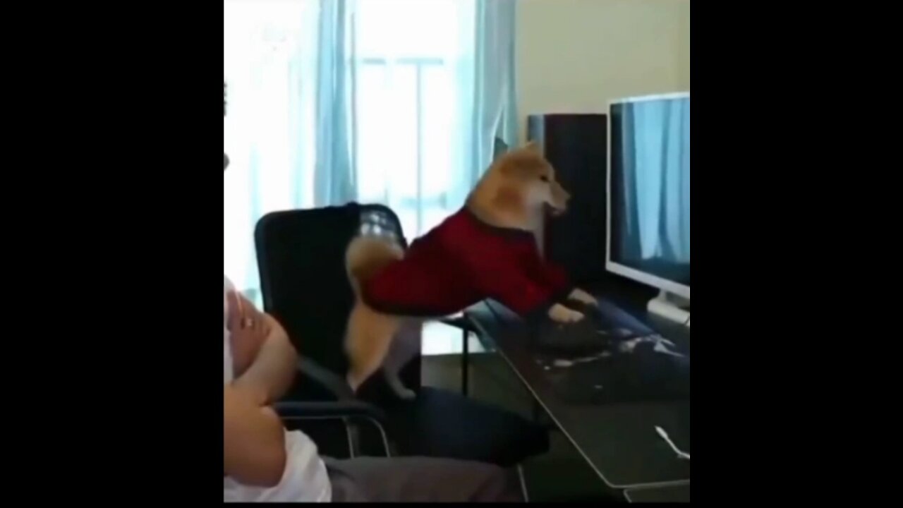 Dog Playing Game on Computer Funny 😝😝🤣🤣