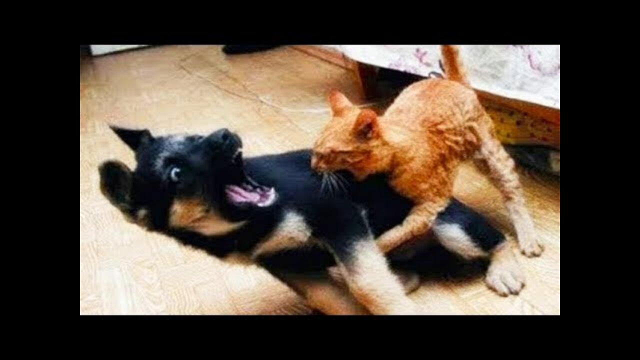 Chat et chien ne peut pas s'entendre