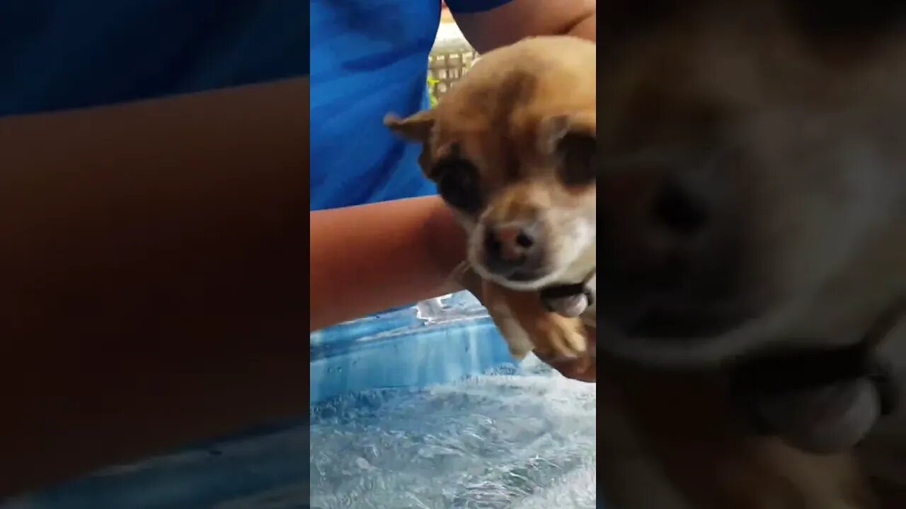 sandy shadow swimming