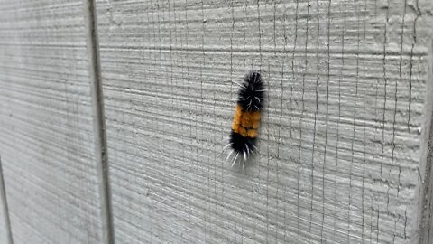 Caterpillar Climbing