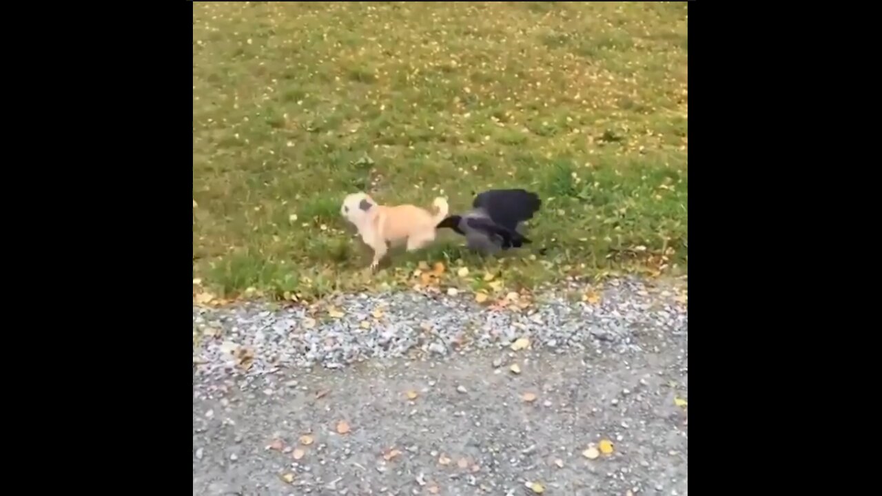 Funny Puppy Poked by a Bird